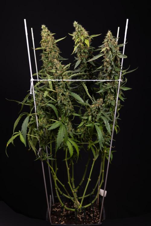 CBD FIX 🏥 Auto - Zamnesia x B&B. Week 11 - CBD FIX #2 - Main Lining - Harvest Day