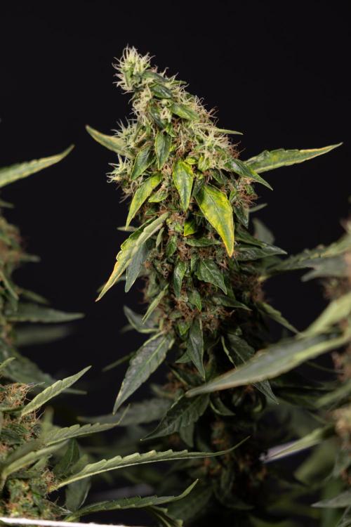 CBD FIX 🏥 Auto - Zamnesia x B&B. Week 11 - CBD FIX #2 - Main Lining - Harvest Day