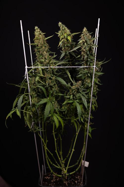CBD FIX 🏥 Auto - Zamnesia x B&B. Week 11 - CBD FIX #2 - Main Lining - Harvest Day
