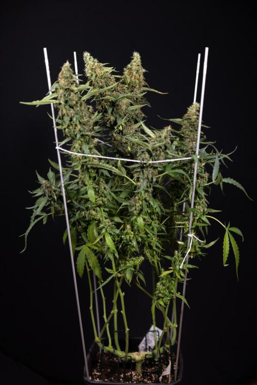 CBD FIX 🏥 Auto - Zamnesia x B&B. Week 11 - CBD FIX #2 - Main Lining - Harvest Day
