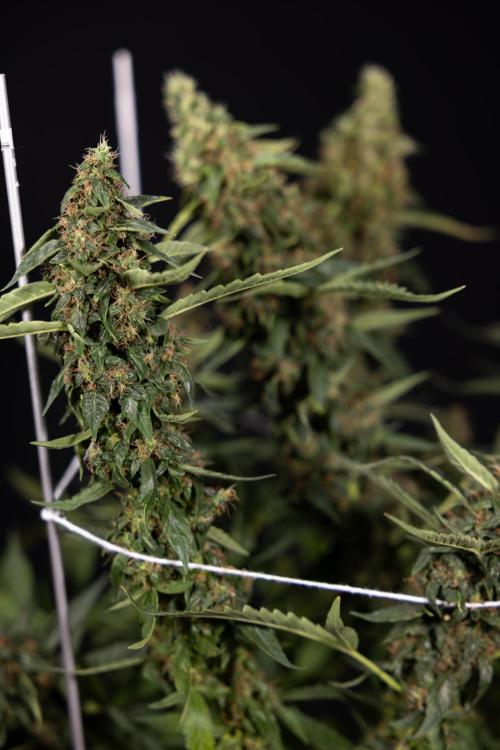 CBD FIX 🏥 Auto - Zamnesia x B&B. Week 11 - CBD FIX #2 - Main Lining - Harvest Day
