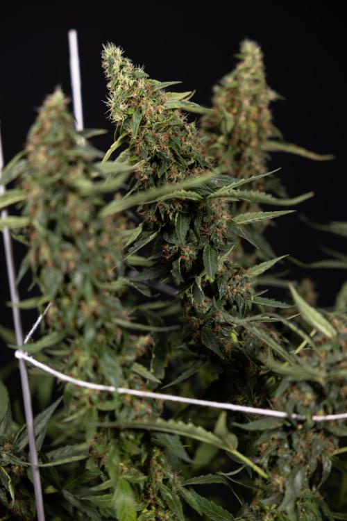 CBD FIX 🏥 Auto - Zamnesia x B&B. Week 11 - CBD FIX #2 - Main Lining - Harvest Day