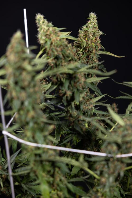 CBD FIX 🏥 Auto - Zamnesia x B&B. Week 11 - CBD FIX #2 - Main Lining - Harvest Day