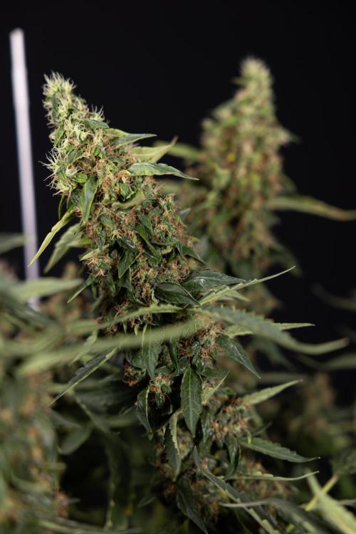 CBD FIX 🏥 Auto - Zamnesia x B&B. Week 11 - CBD FIX #2 - Main Lining - Harvest Day