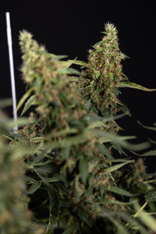 CBD FIX 🏥 Auto - Zamnesia x B&B. Week 11 - CBD FIX #2 - Main Lining - Harvest Day