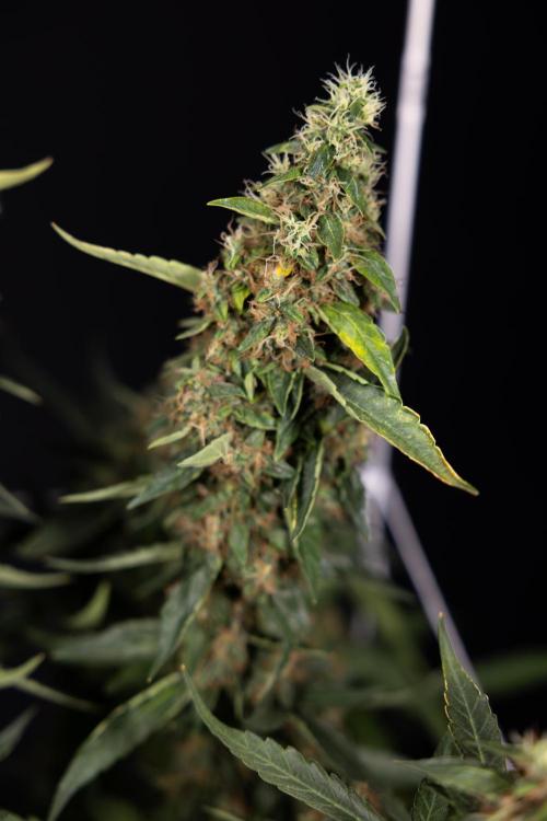 CBD FIX 🏥 Auto - Zamnesia x B&B. Week 11 - CBD FIX #2 - Main Lining - Harvest Day