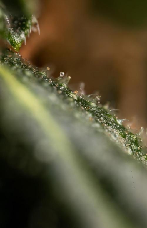 CBD FIX 🏥 Auto - Zamnesia x B&B. Week 11 - CBD FIX #2 - Micro Worlds