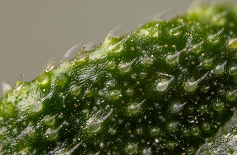 CBD FIX 🏥 Auto - Zamnesia x B&B. Week 11 - CBD FIX #2 - Micro Worlds