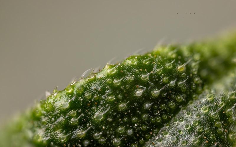 CBD FIX 🏥 Auto - Zamnesia x B&B. Week 11 - CBD FIX #2 - Micro Worlds