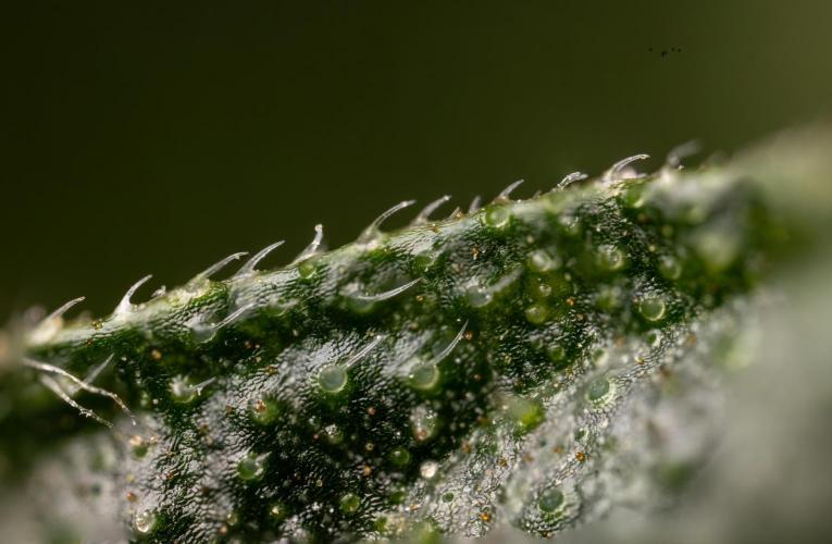 CBD FIX 🏥 Auto - Zamnesia x B&B. Week 11 - CBD FIX #2 - Micro Worlds