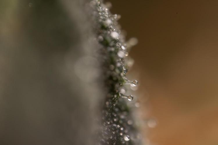 CBD FIX 🏥 Auto - Zamnesia x B&B. Week 11 - CBD FIX #2 - Micro Worlds