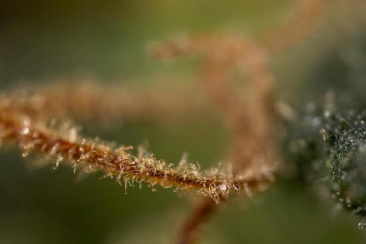 CBD FIX 🏥 Auto - Zamnesia x B&B. Week 11 - CBD FIX #2 - Micro Worlds