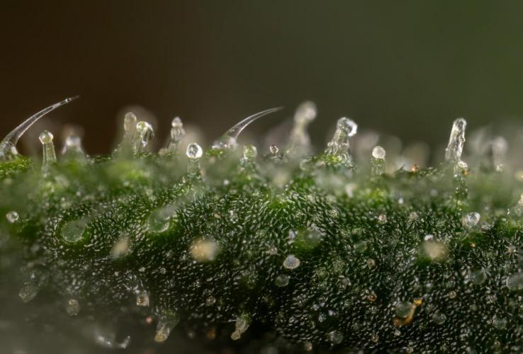 CBD FIX 🏥 Auto - Zamnesia x B&B. Week 11 - CBD FIX #2 - Micro Worlds