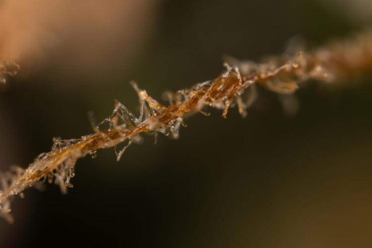 CBD FIX 🏥 Auto - Zamnesia x B&B. Week 11 - CBD FIX #2 - Micro Worlds