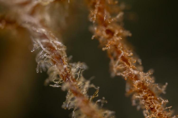 CBD FIX 🏥 Auto - Zamnesia x B&B. Week 11 - CBD FIX #2 - Micro Worlds