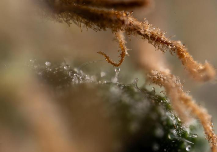 CBD Fix Automatic. Week 11