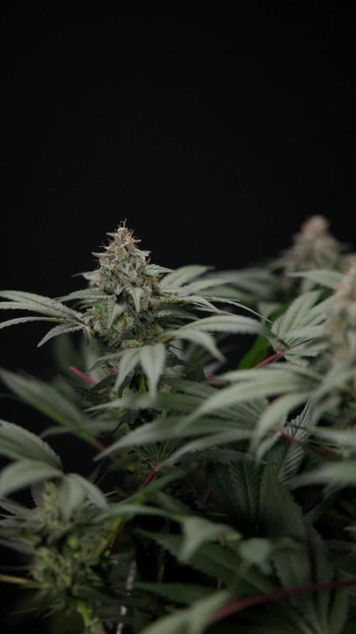 London Pound Cake 🍰 - Zamnesia x B&B