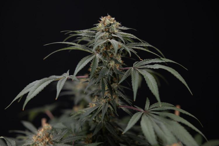 London Pound Cake 🍰 - Zamnesia x B&B. Week 11 - London Pound Cake  #1 - HARVEST DAY - No Techniques