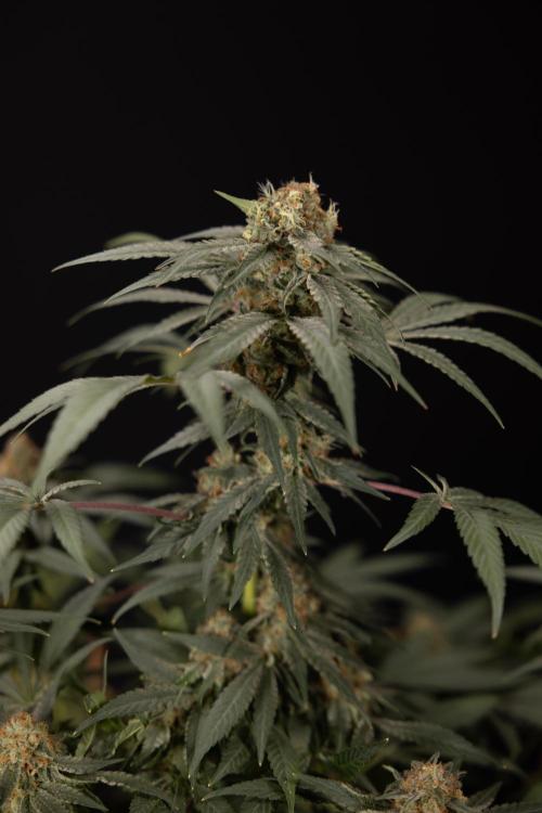 London Pound Cake 🍰 - Zamnesia x B&B. Week 11 - London Pound Cake  #1 - HARVEST DAY - No Techniques