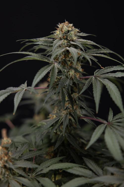 London Pound Cake 🍰 - Zamnesia x B&B. Week 11 - London Pound Cake  #1 - HARVEST DAY - No Techniques