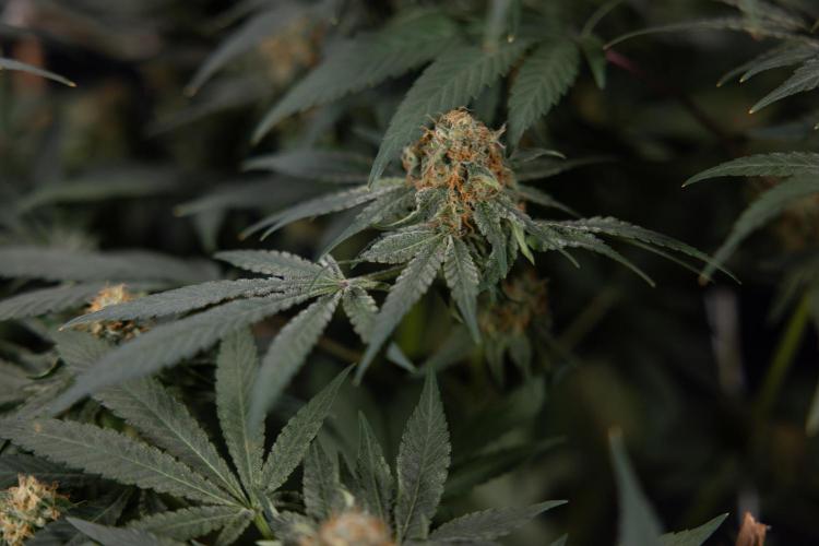 London Pound Cake 🍰 - Zamnesia x B&B. Week 11 - London Pound Cake  #1 - HARVEST DAY - No Techniques