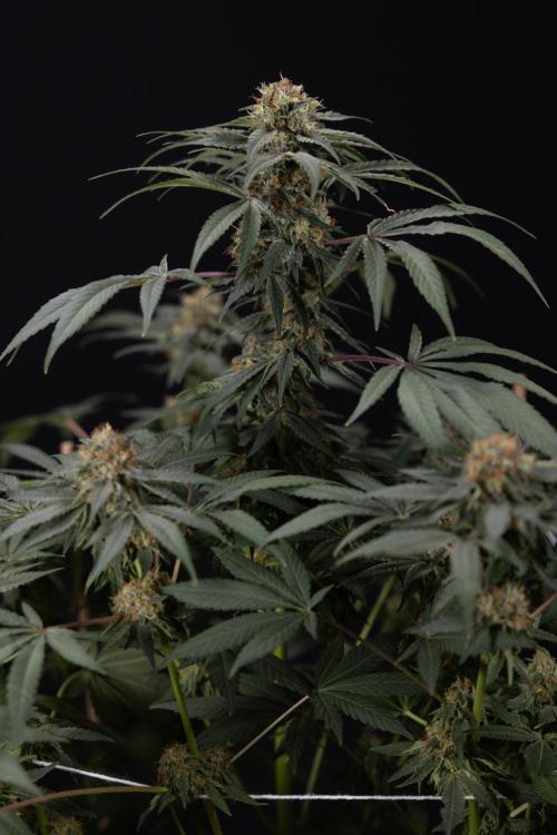London Pound Cake 🍰 - Zamnesia x B&B. Week 11 - London Pound Cake  #1 - HARVEST DAY - No Techniques