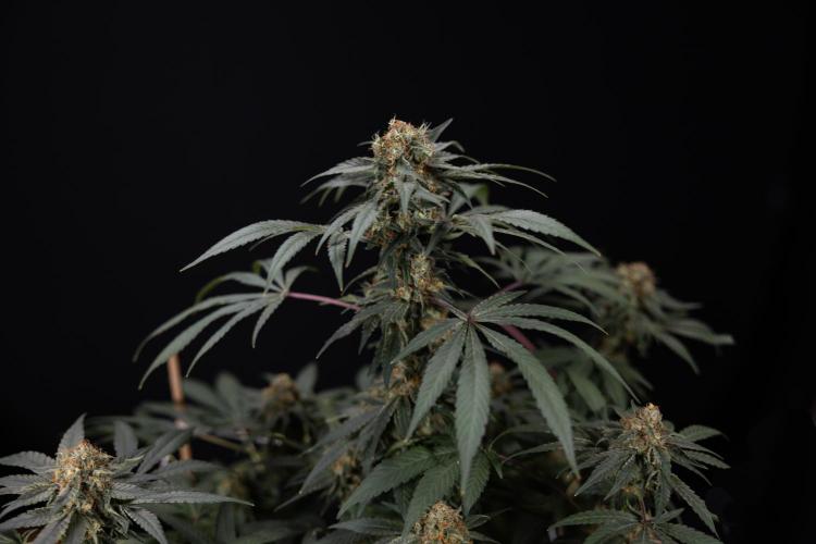 London Pound Cake 🍰 - Zamnesia x B&B. Week 11 - London Pound Cake  #1 - HARVEST DAY - No Techniques