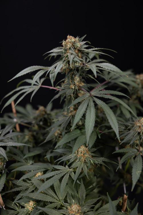 London Pound Cake 🍰 - Zamnesia x B&B. Week 11 - London Pound Cake  #1 - HARVEST DAY - No Techniques