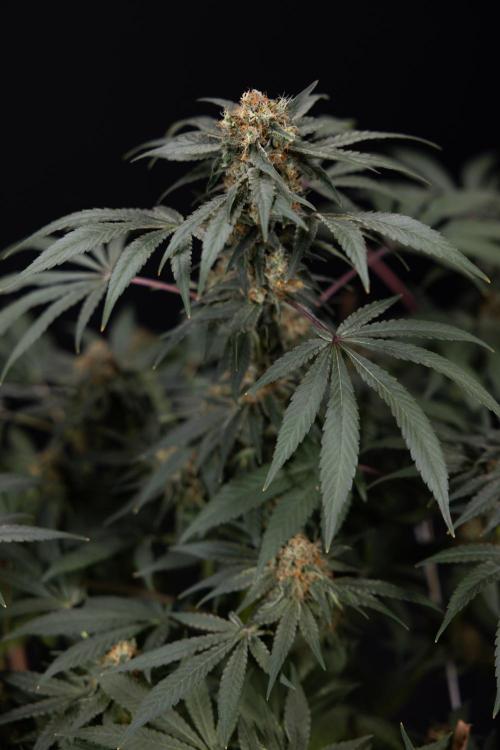 London Pound Cake 🍰 - Zamnesia x B&B. Week 11 - London Pound Cake  #1 - HARVEST DAY - No Techniques