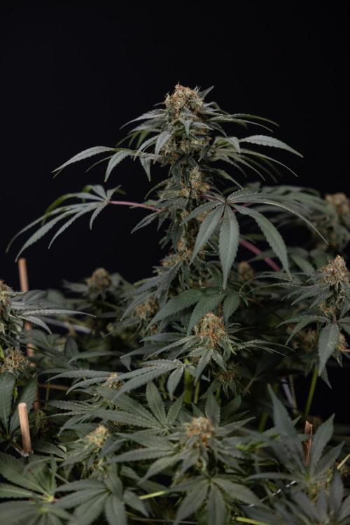 London Pound Cake 🍰 - Zamnesia x B&B. Week 11 - London Pound Cake  #1 - HARVEST DAY - No Techniques