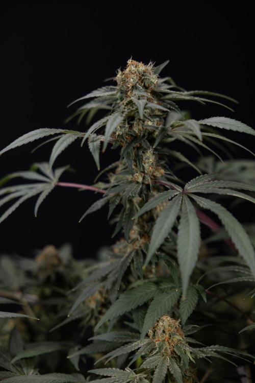 London Pound Cake 🍰 - Zamnesia x B&B. Week 11 - London Pound Cake  #1 - HARVEST DAY - No Techniques