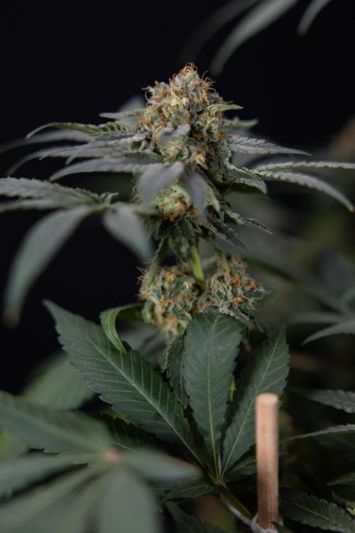 London Pound Cake 🍰 - Zamnesia x B&B. Week 11 - London Pound Cake  #1 - HARVEST DAY - No Techniques