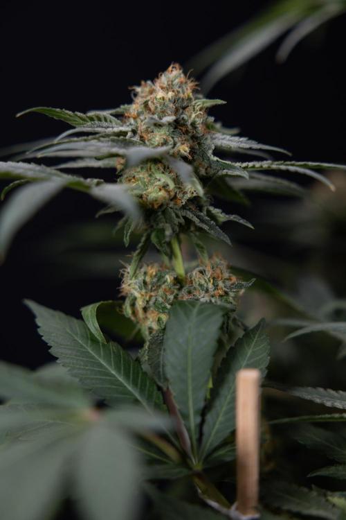 London Pound Cake 🍰 - Zamnesia x B&B. Week 11 - London Pound Cake  #1 - HARVEST DAY - No Techniques