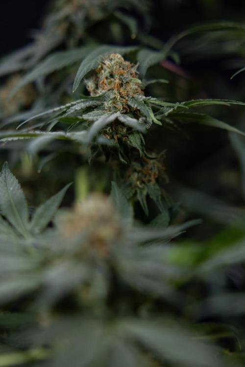 London Pound Cake 🍰 - Zamnesia x B&B. Week 11 - London Pound Cake  #1 - HARVEST DAY - No Techniques