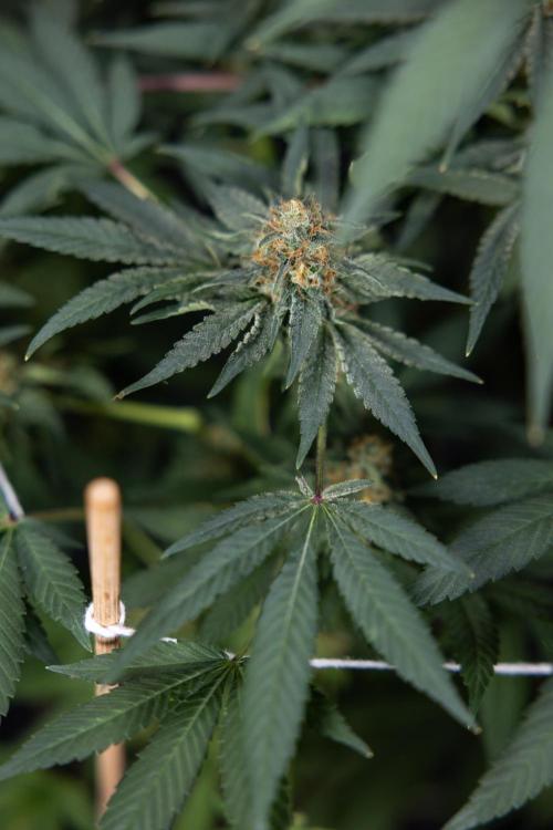 London Pound Cake 🍰 - Zamnesia x B&B. Week 11 - London Pound Cake  #1 - HARVEST DAY - No Techniques