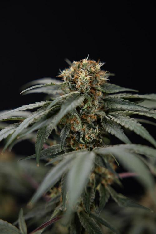 London Pound Cake 🍰 - Zamnesia x B&B. Week 11 - London Pound Cake  #1 - HARVEST DAY - No Techniques