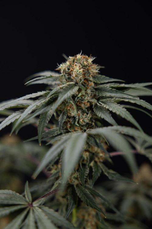 London Pound Cake 🍰 - Zamnesia x B&B. Week 11 - London Pound Cake  #1 - HARVEST DAY - No Techniques