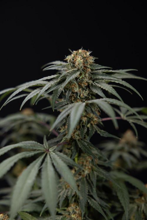London Pound Cake 🍰 - Zamnesia x B&B. Week 11 - London Pound Cake  #1 - HARVEST DAY - No Techniques