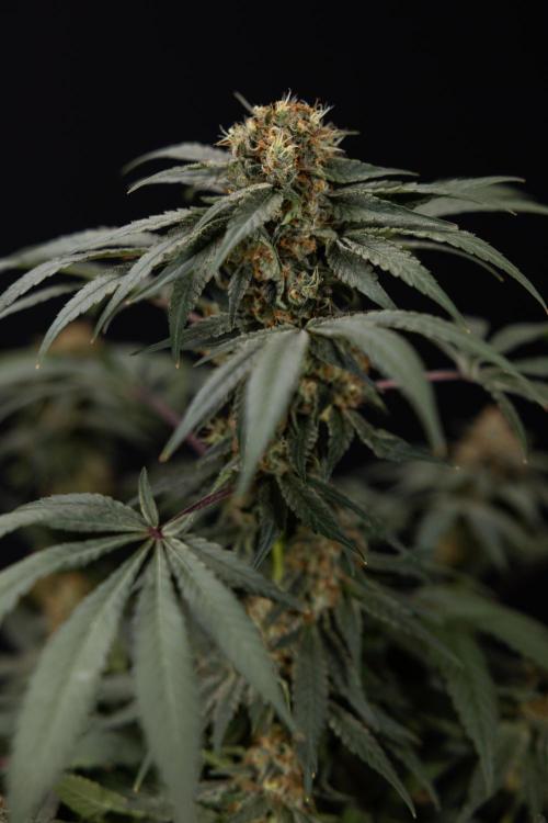 London Pound Cake 🍰 - Zamnesia x B&B. Week 11 - London Pound Cake  #1 - HARVEST DAY - No Techniques