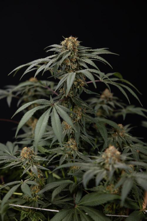 London Pound Cake 🍰 - Zamnesia x B&B. Week 11 - London Pound Cake  #1 - HARVEST DAY - No Techniques