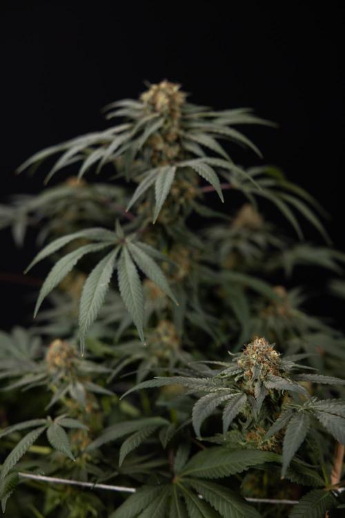 London Pound Cake 🍰 - Zamnesia x B&B. Week 11 - London Pound Cake  #1 - HARVEST DAY - No Techniques