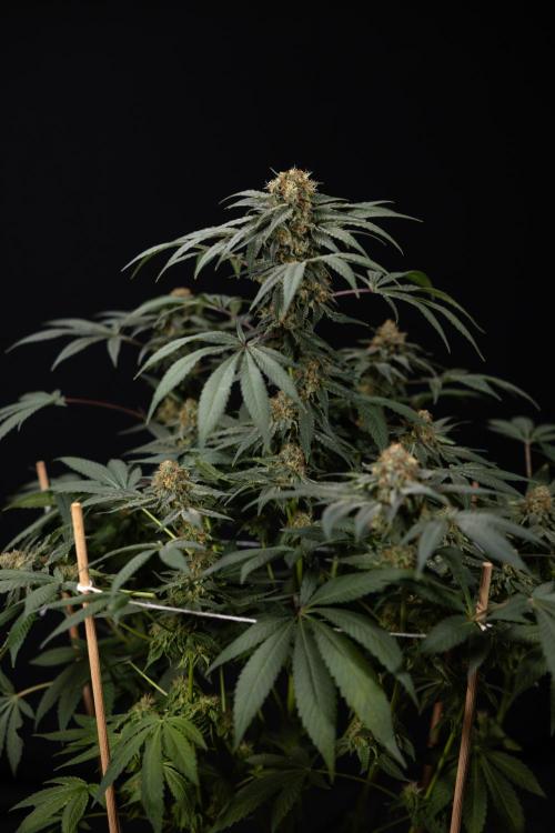 London Pound Cake 🍰 - Zamnesia x B&B. Week 11 - London Pound Cake  #1 - HARVEST DAY - No Techniques