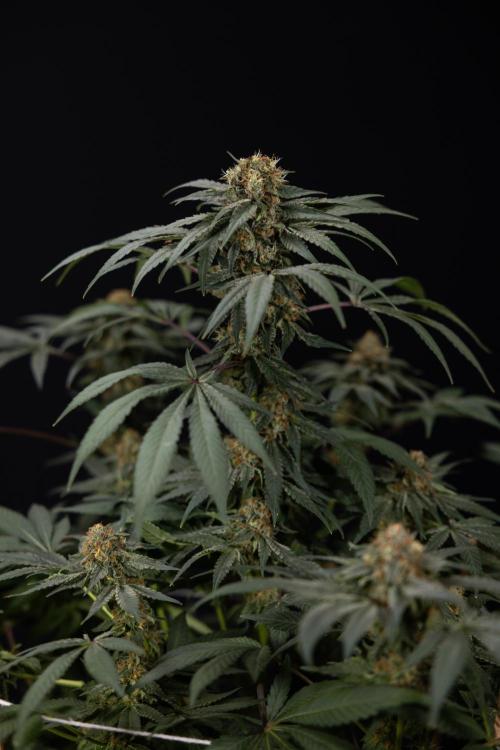 London Pound Cake 🍰 - Zamnesia x B&B. Week 11 - London Pound Cake  #1 - HARVEST DAY - No Techniques