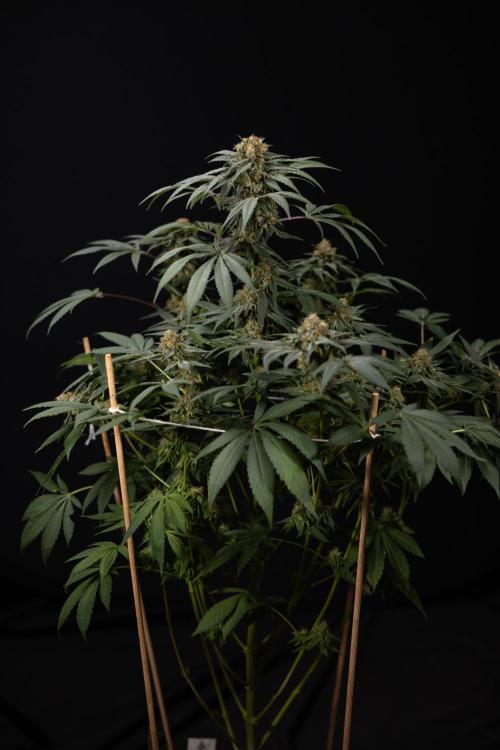 London Pound Cake 🍰 - Zamnesia x B&B. Week 11 - London Pound Cake  #1 - HARVEST DAY - No Techniques