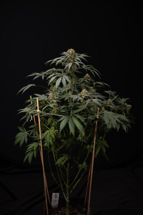 London Pound Cake 🍰 - Zamnesia x B&B. Week 11 - London Pound Cake  #1 - HARVEST DAY - No Techniques