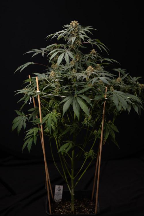 London Pound Cake 🍰 - Zamnesia x B&B. Week 11 - London Pound Cake  #1 - HARVEST DAY - No Techniques