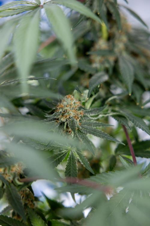 London Pound Cake 🍰 - Zamnesia x B&B. Week 11 - London Pound Cake  #1 - HARVEST DAY - No Techniques
