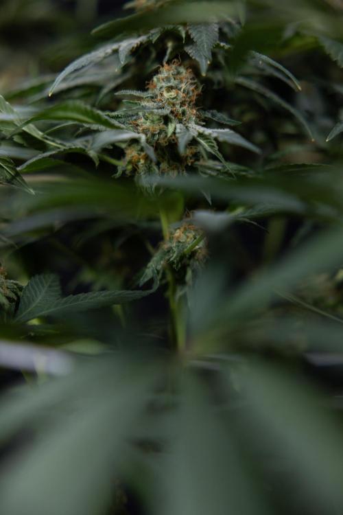 London Pound Cake 🍰 - Zamnesia x B&B. Week 11 - London Pound Cake  #1 - HARVEST DAY - No Techniques