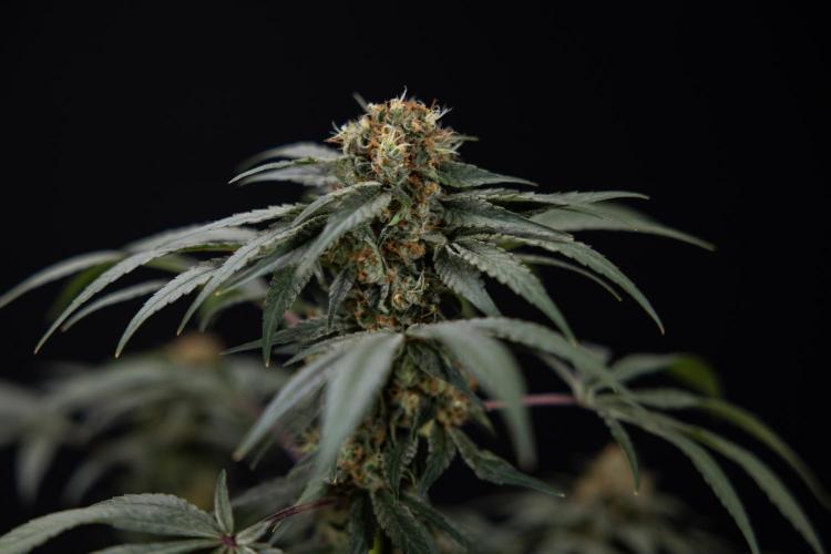 London Pound Cake 🍰 - Zamnesia x B&B. Week 11 - London Pound Cake  #1 - HARVEST DAY - No Techniques