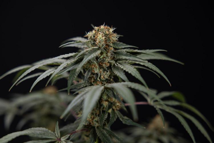 London Pound Cake 🍰 - Zamnesia x B&B. Week 11 - London Pound Cake  #1 - HARVEST DAY - No Techniques